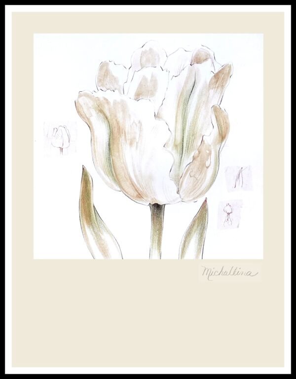 DNA MJP201 Fragile Tulip Ii